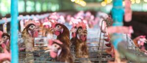 Kentucky HOS Waiver Declared In Response To Avian Flu Outbreak