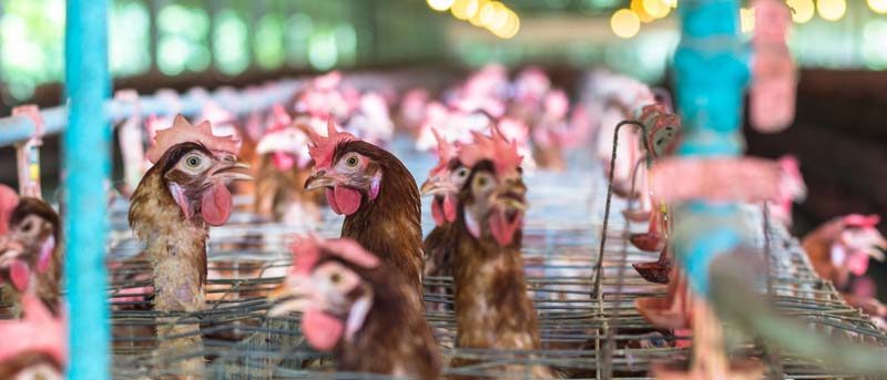 Kentucky HOS Waiver Declared In Response To Avian Flu Outbreak