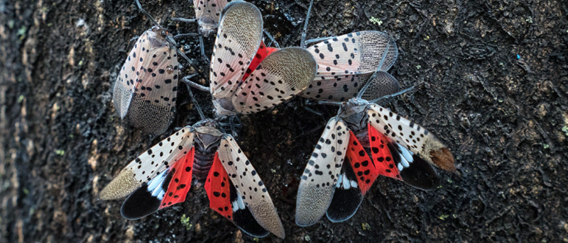Spotted Lanternfly Permits | DOT Compliance Services | CNS